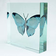 One-Off Medium Paperweight Butterfly Blues and Silver.